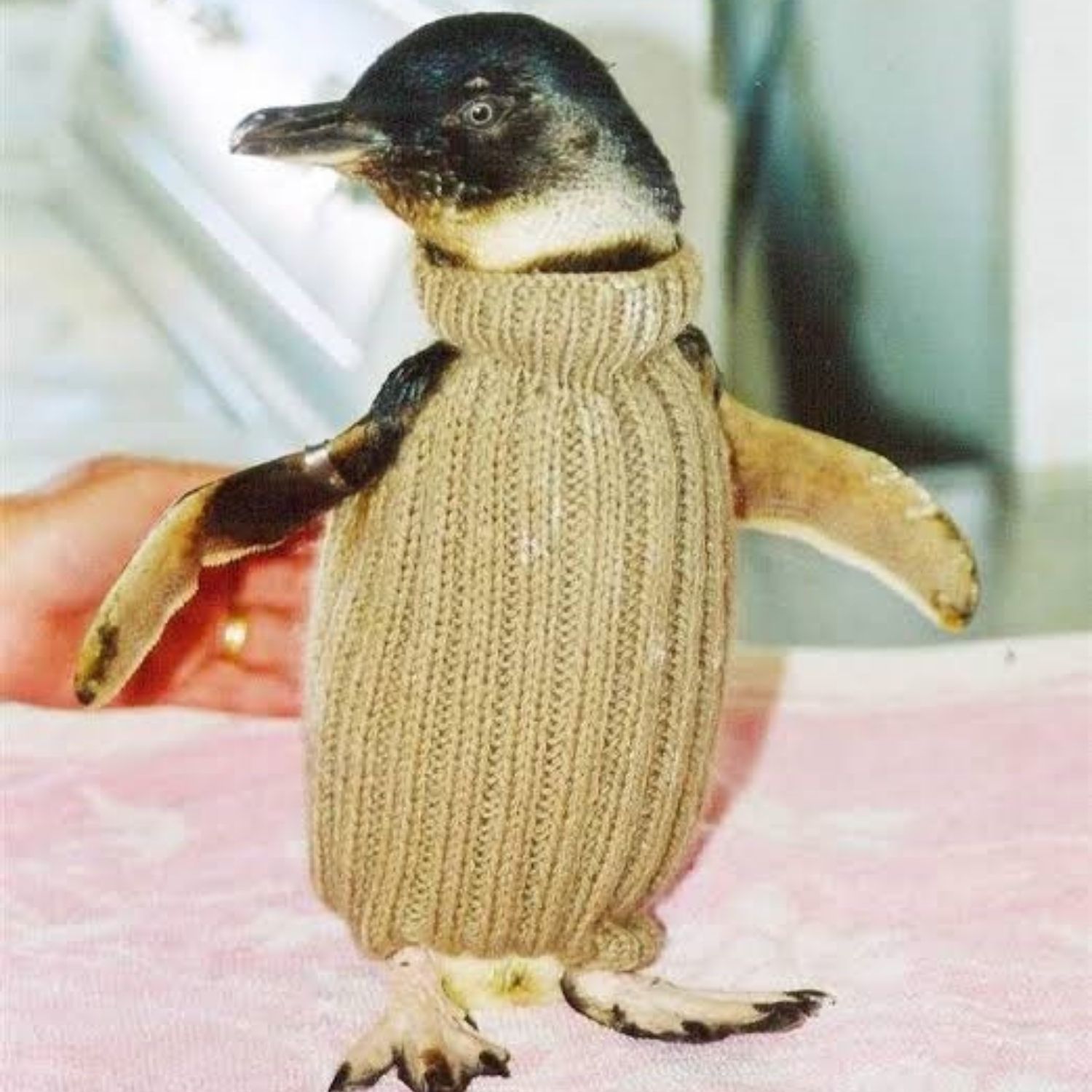 pinguino jersey