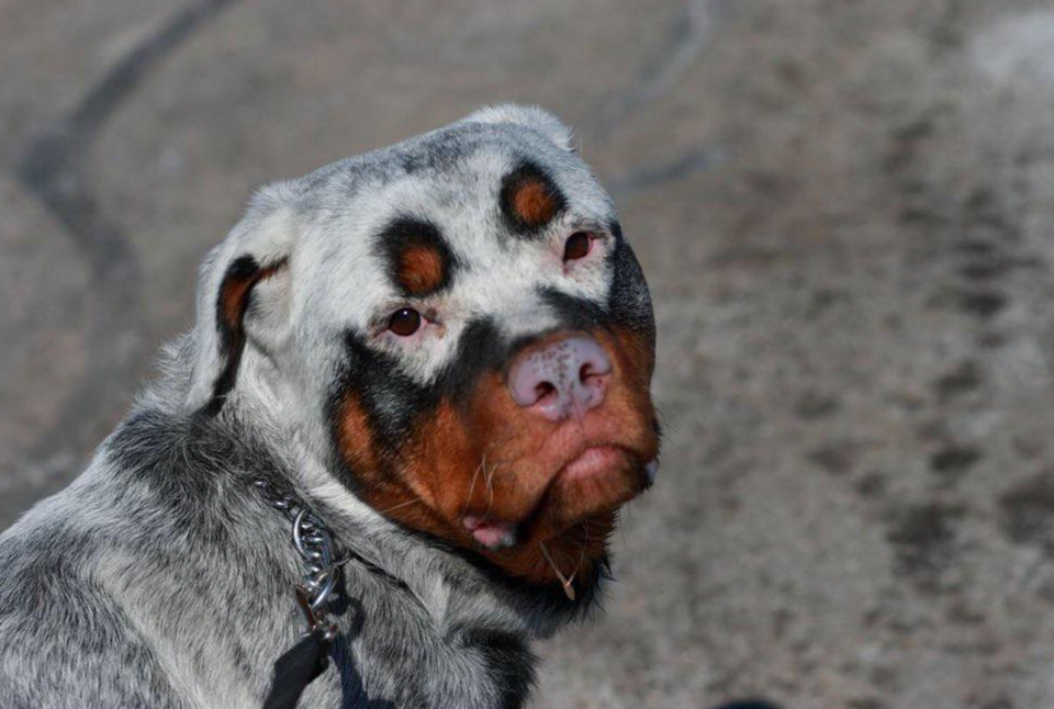 rottweiler con vitiligo