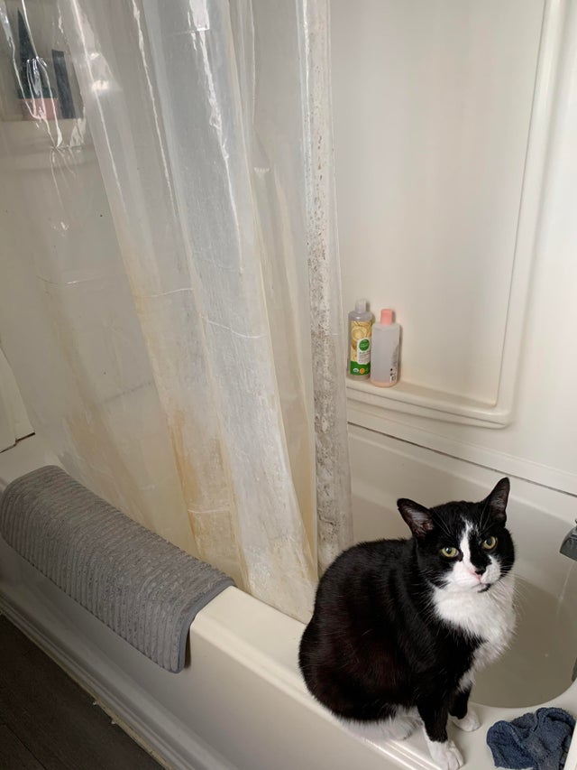gato en bañera