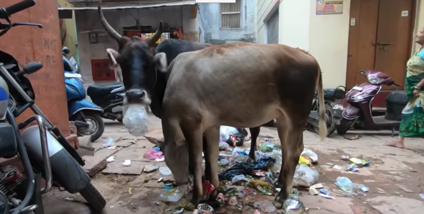 vaca comiendo plastico