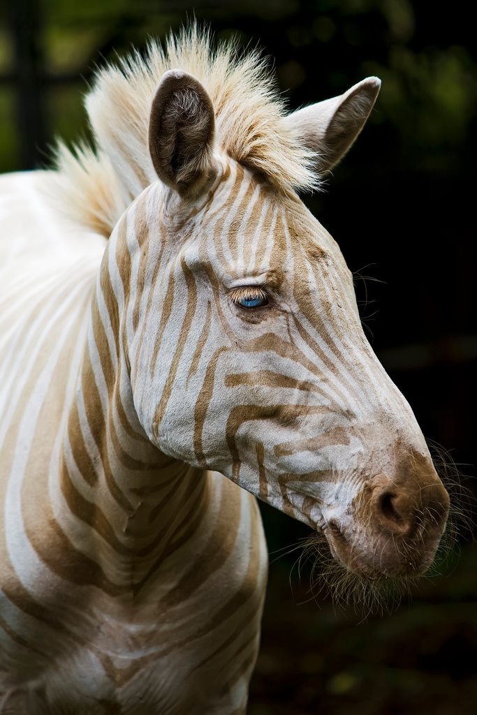 zebra con vitiligo