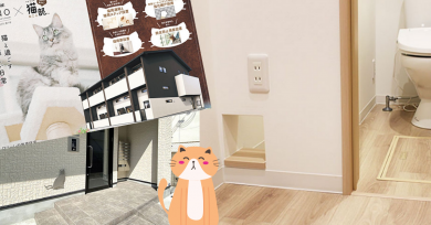 apartamentos-solteros-gatos