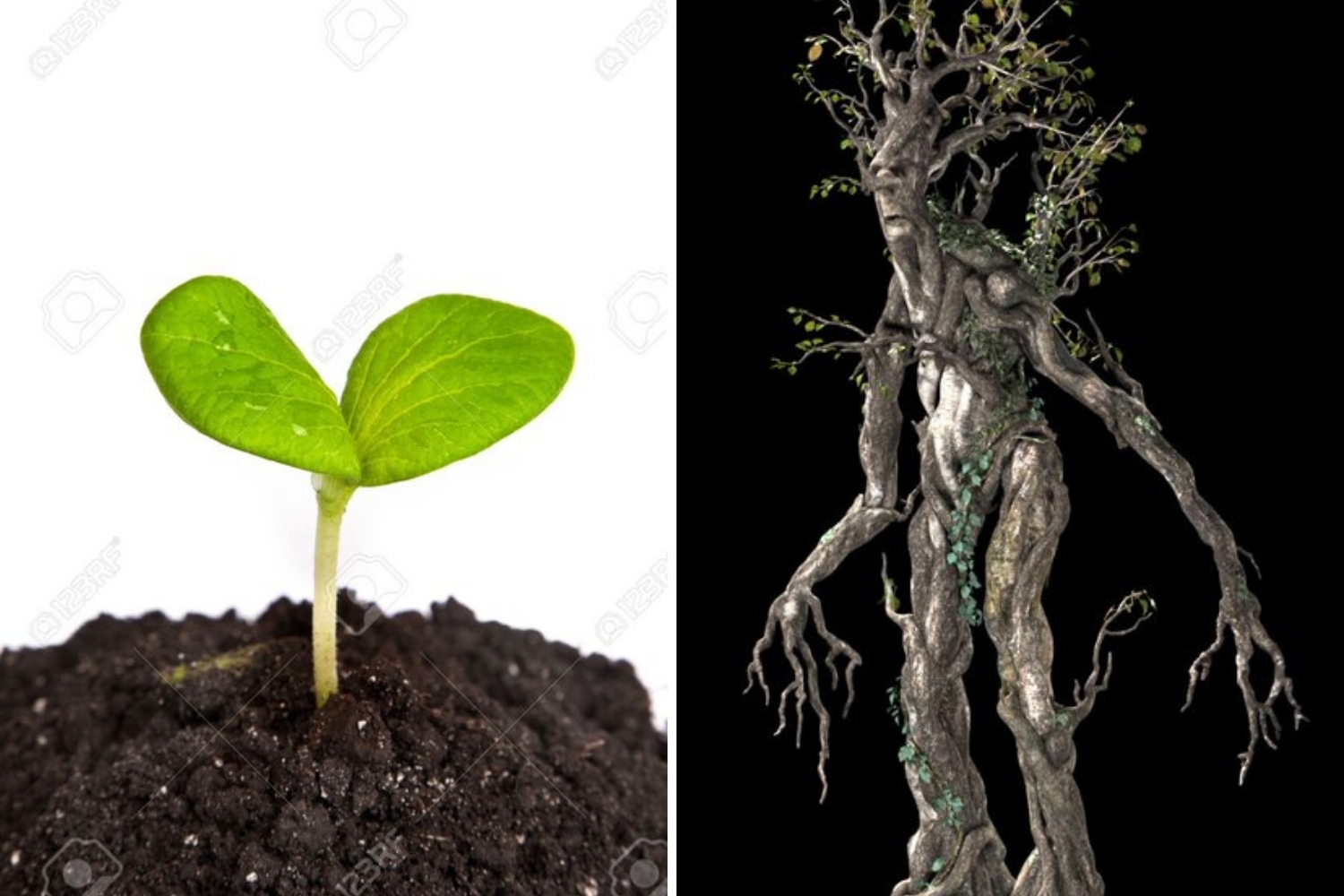 Ent del señor de los anillos