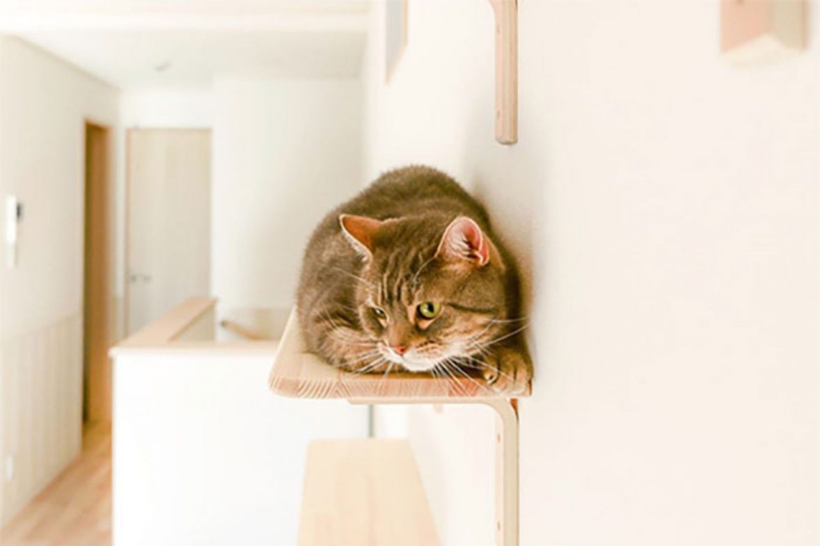 En Japón alquilan apartamentos para solteros con gatos y te mostramos