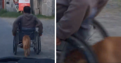 perro-empuja-silla-ruedas