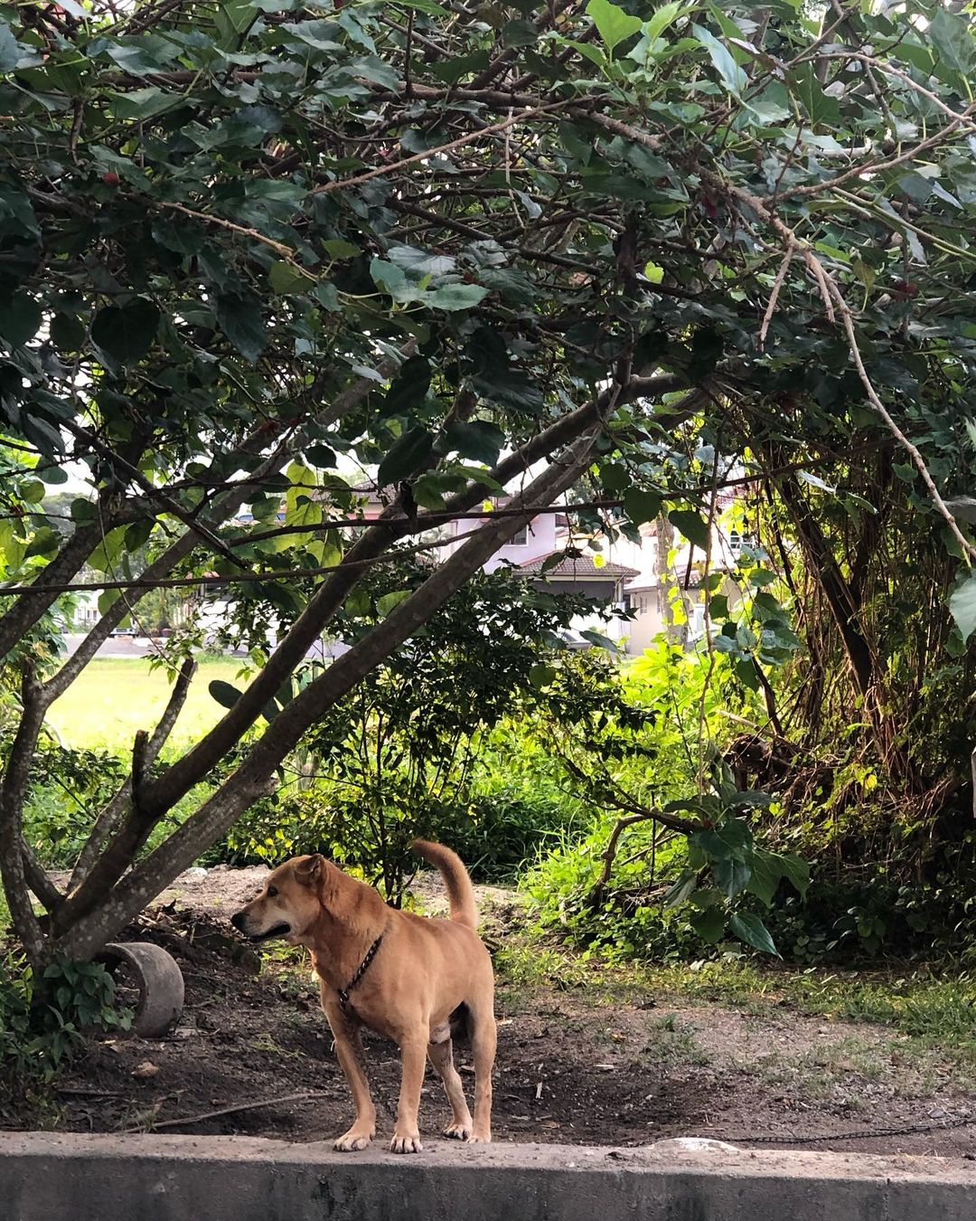 perro en los manglares
