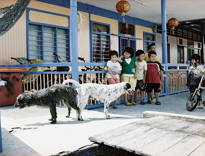perros con niños malasios