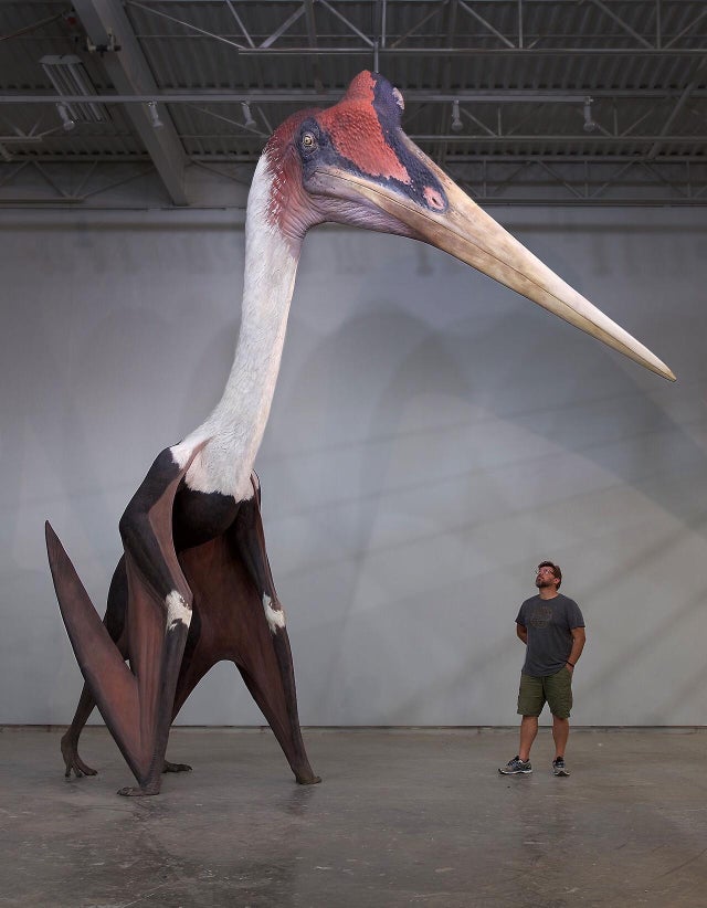 pájaro prehistórico gigante