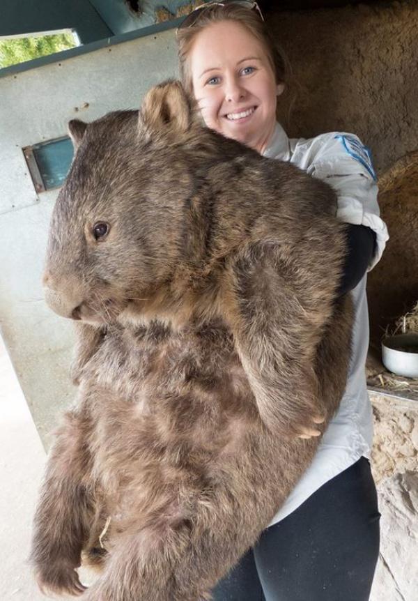 wombat más grande del mundo
