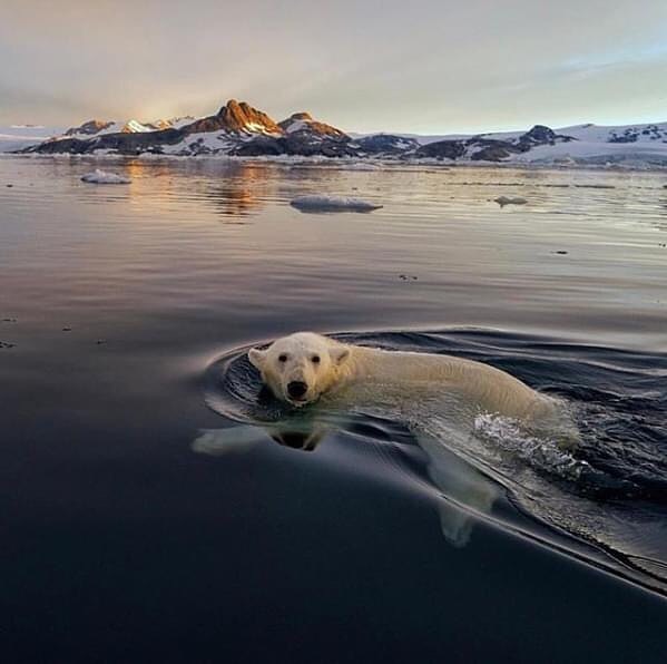 oso polar nadando