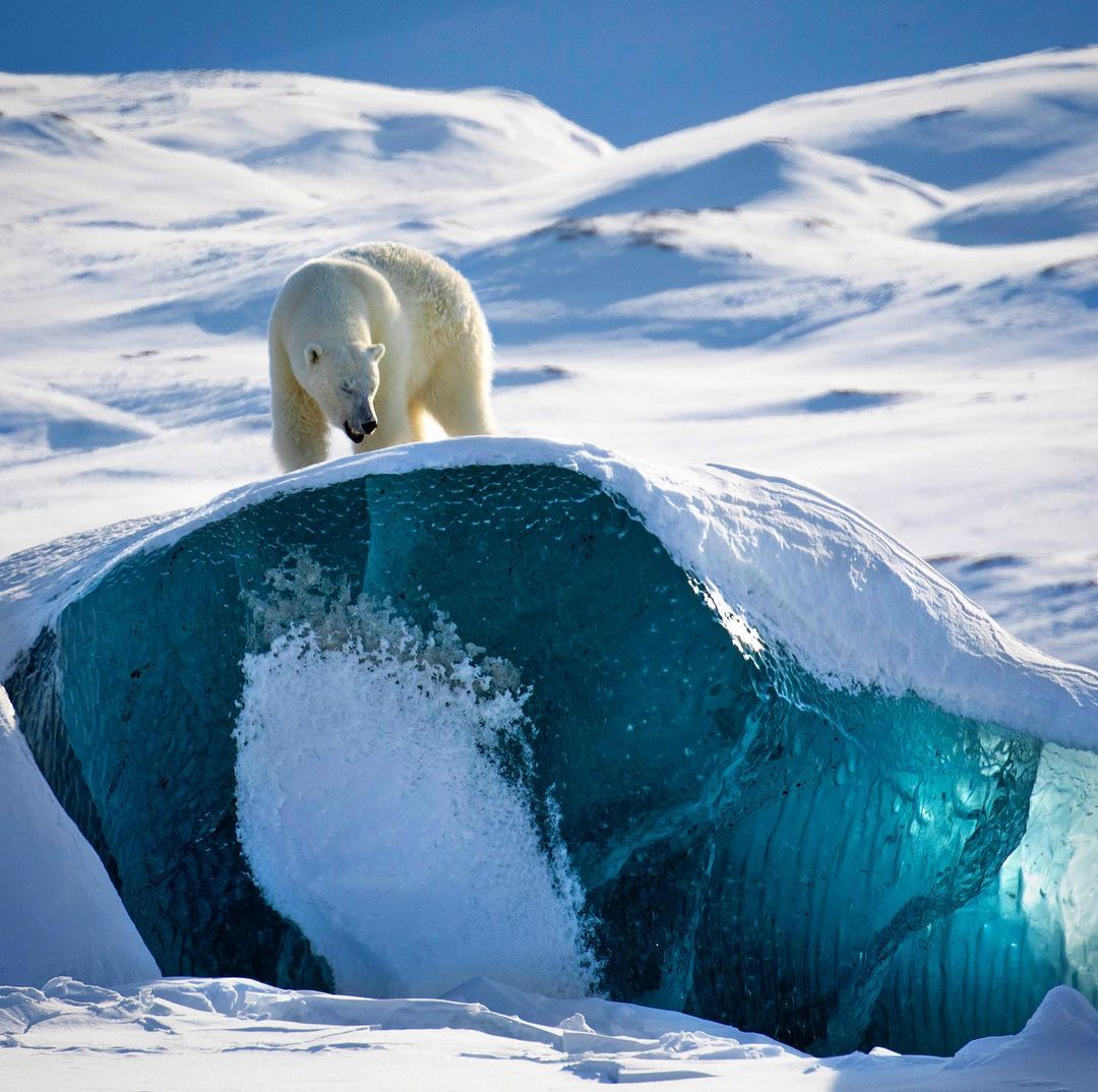 oso polar Ártico