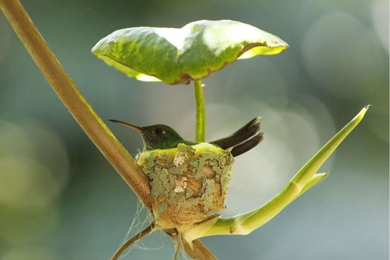 colibri nido
