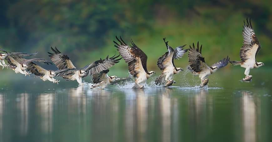 cronofotografia aguila 1