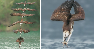 aguila-sumergiendose