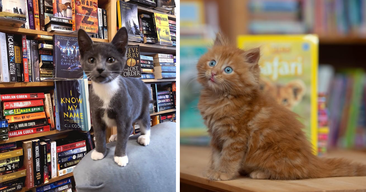 gatitos-libreria