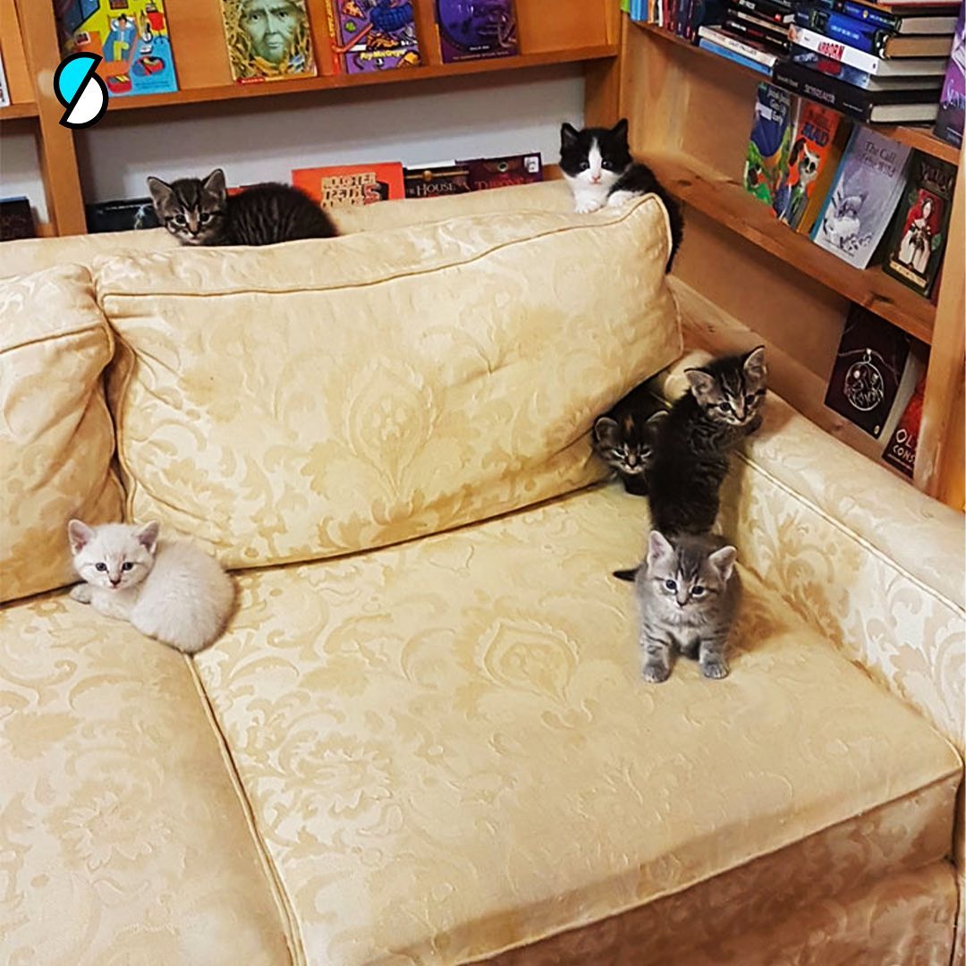 gatitos sofa