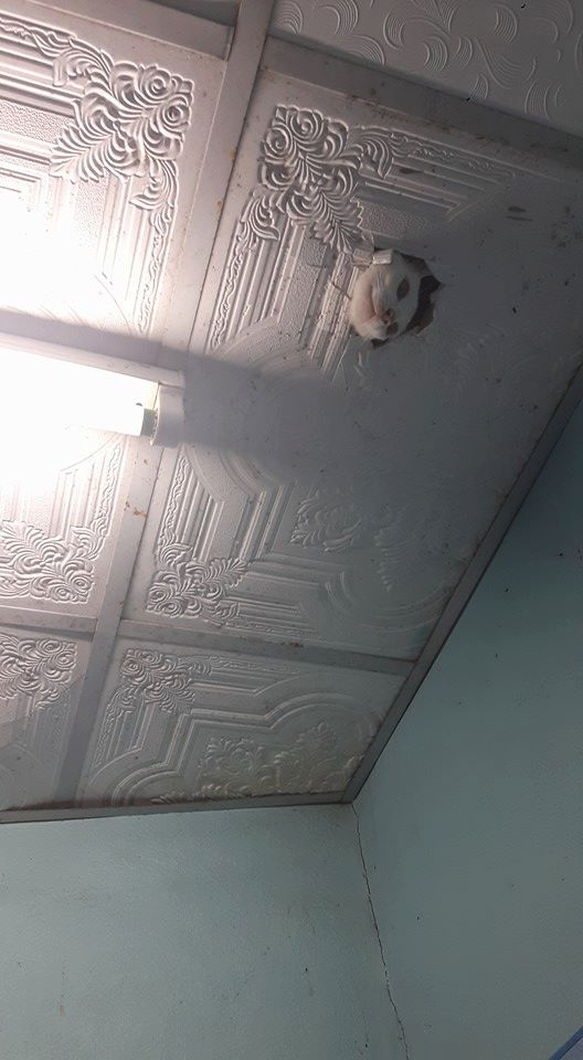gato en el techo