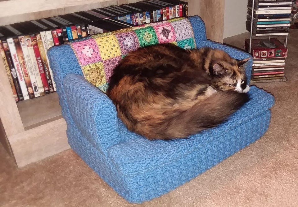 gato en sofa azul