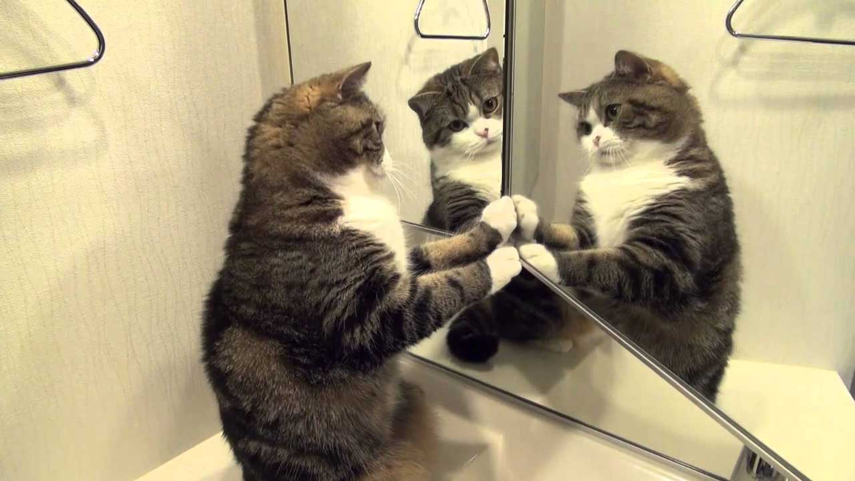 gato espejo