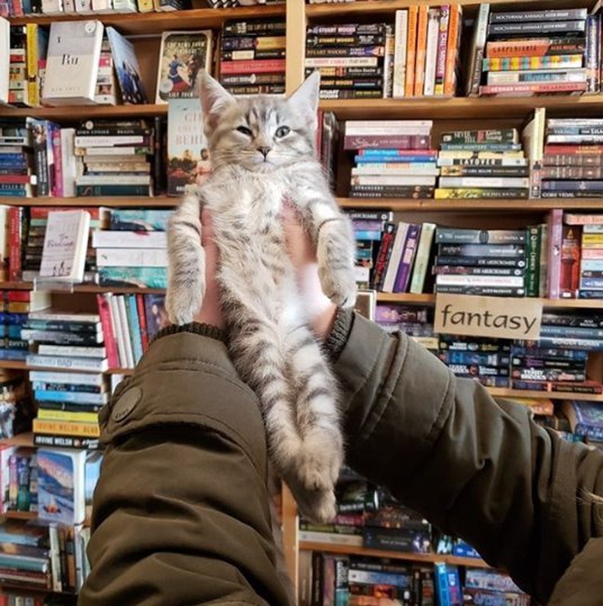 gato gris en libreria