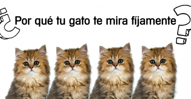 gato-mira-fijamente