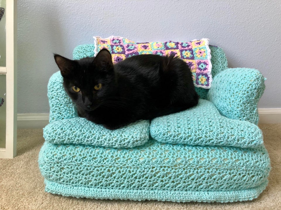 gato negro en sofa verde