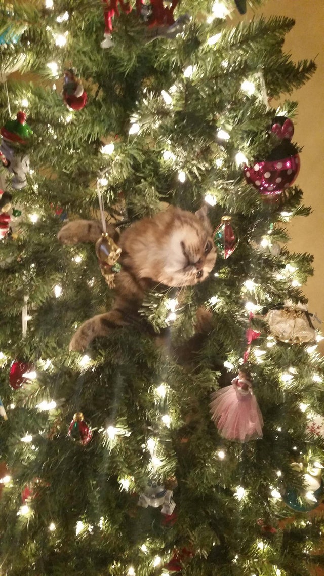 gato subido al árbol de navidad