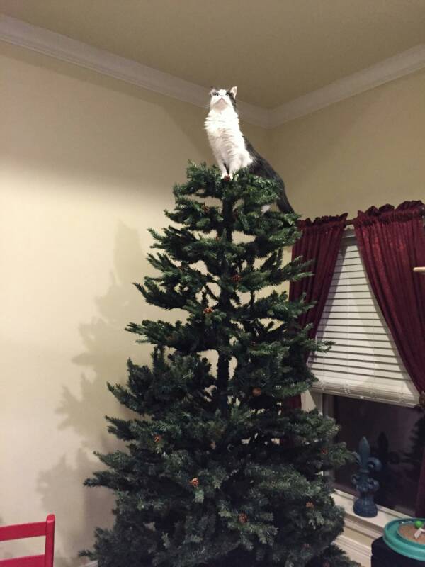gato en el árbol de navidad