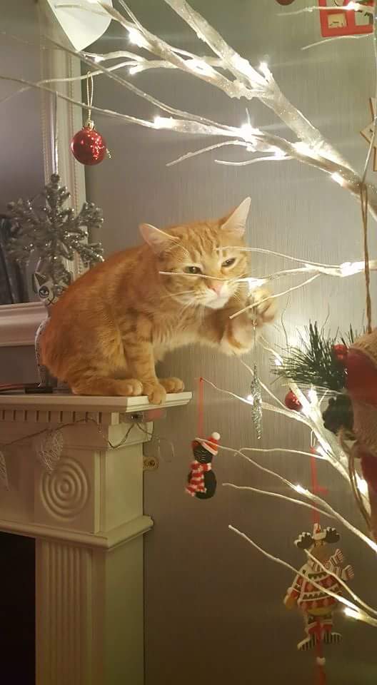 gato robando adornos de navidad
