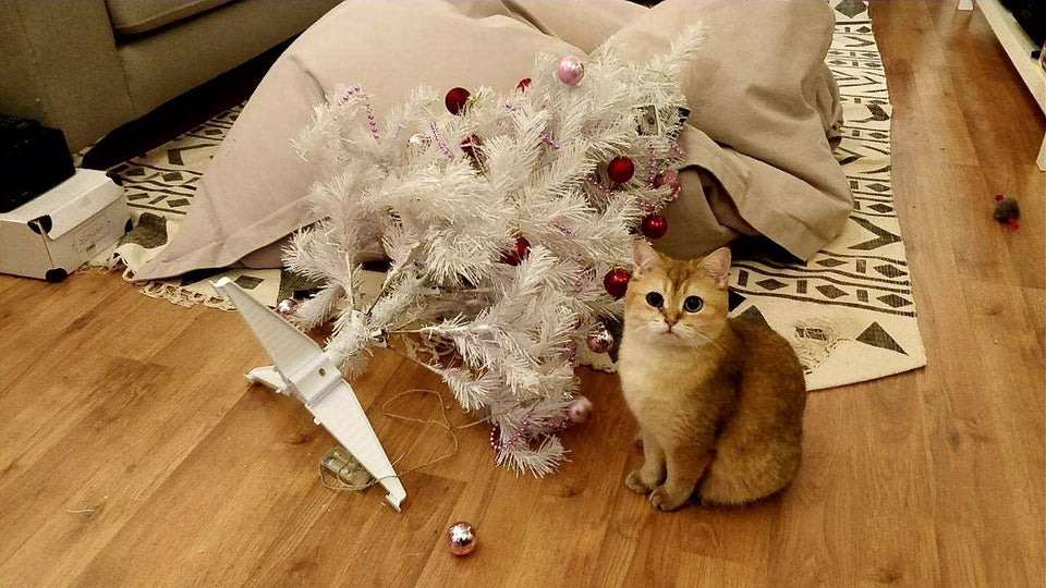 gato destroza árbol de navidad