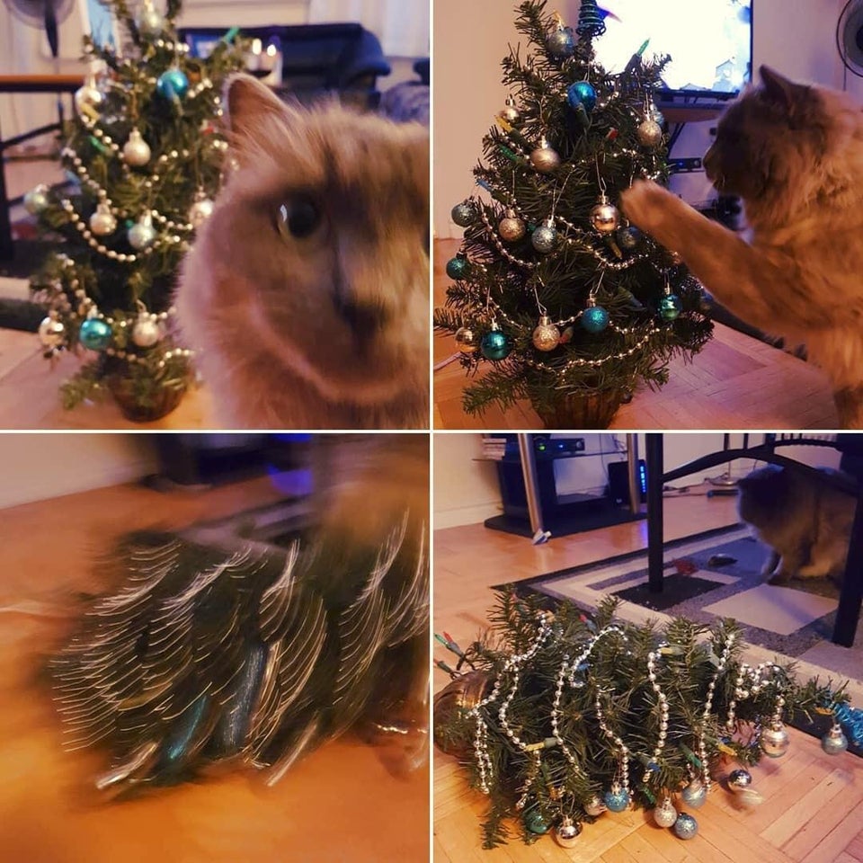 secuencia de gato destruyendo la navidad