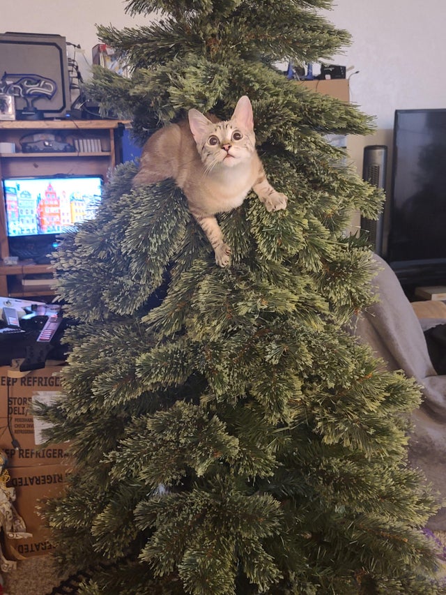 gato sobre árbol de navidad