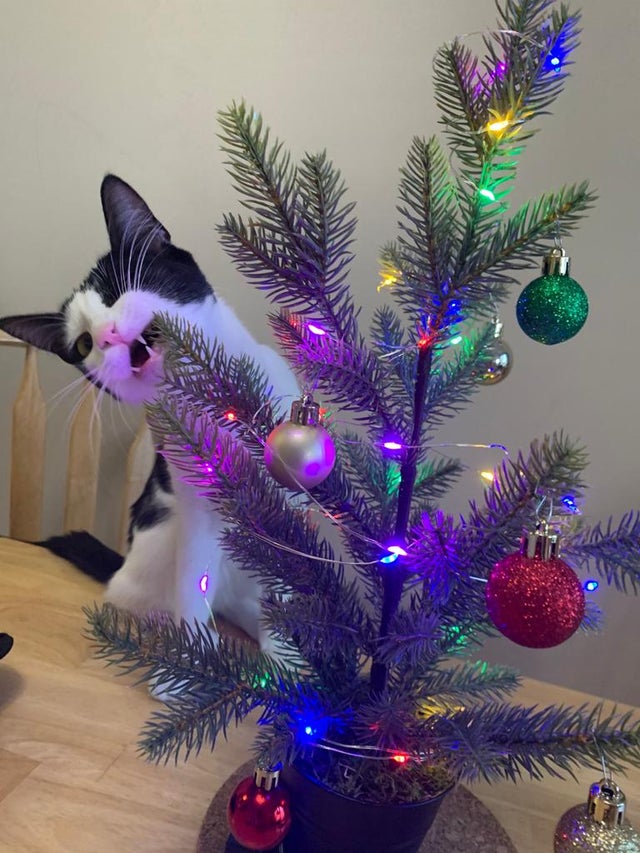gato arrancando adornos navideños