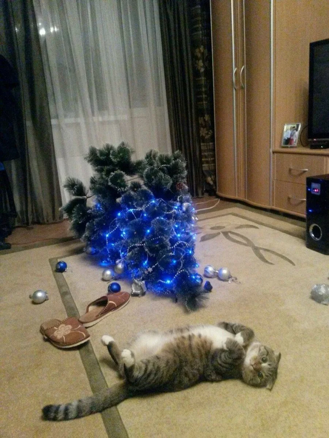 fotos de gatos anti navidad