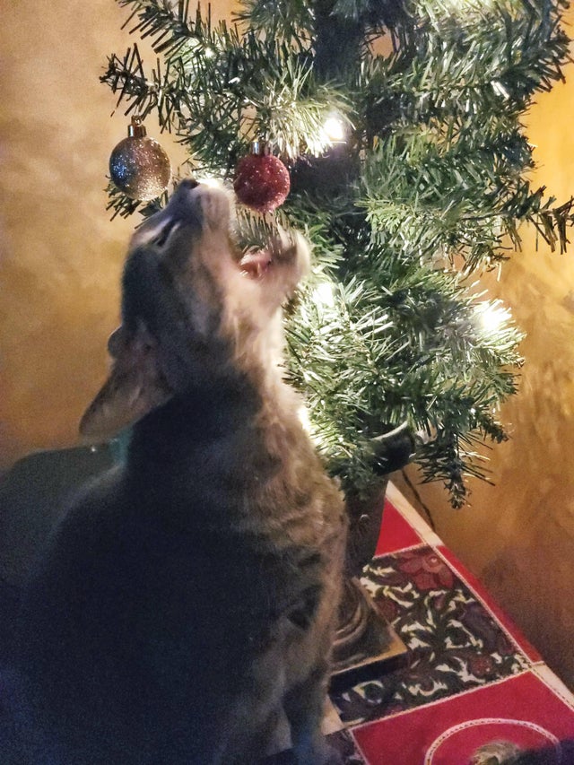 gato comiéndose los adornos del árbol