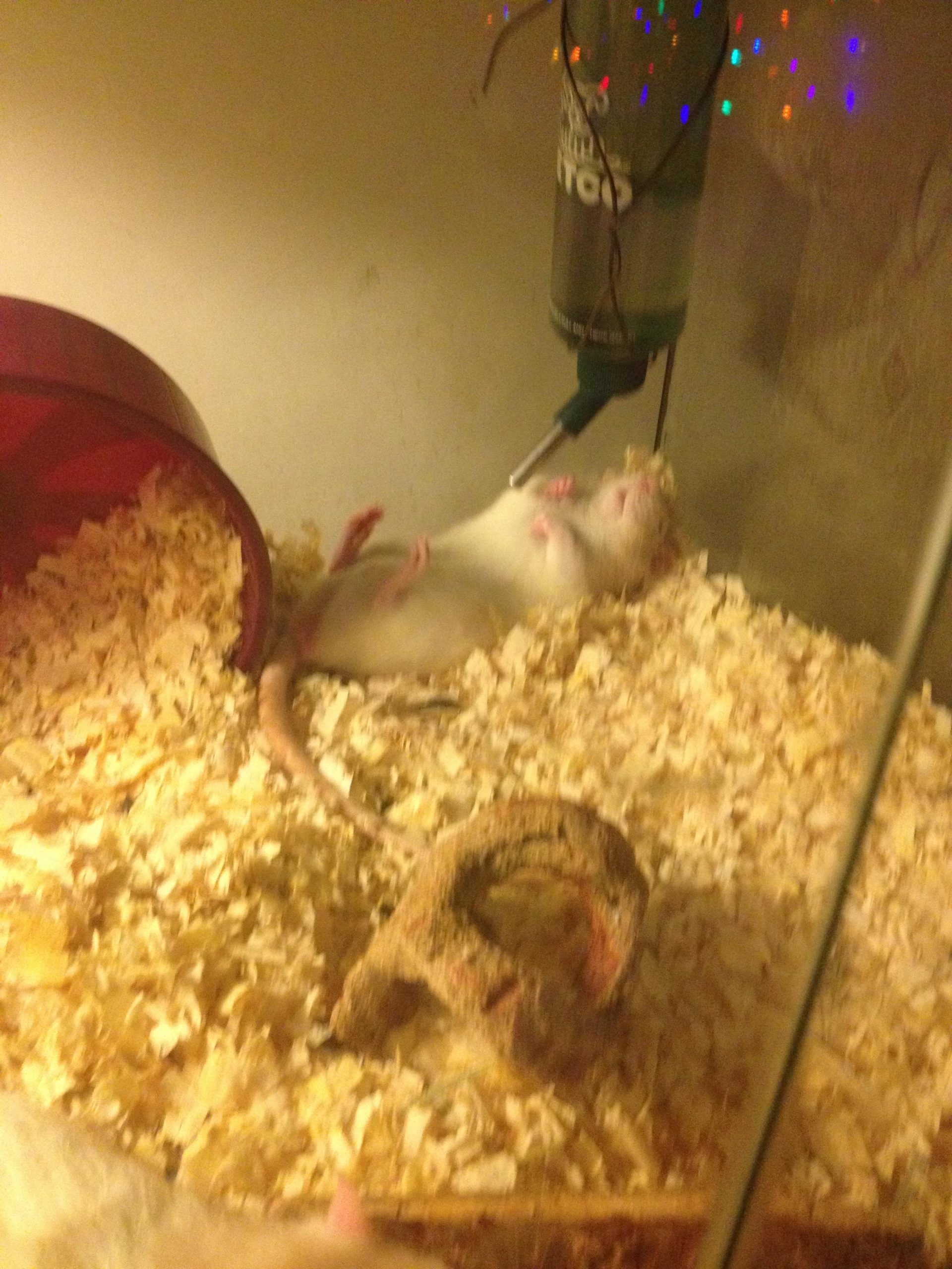 hamster durmiendo