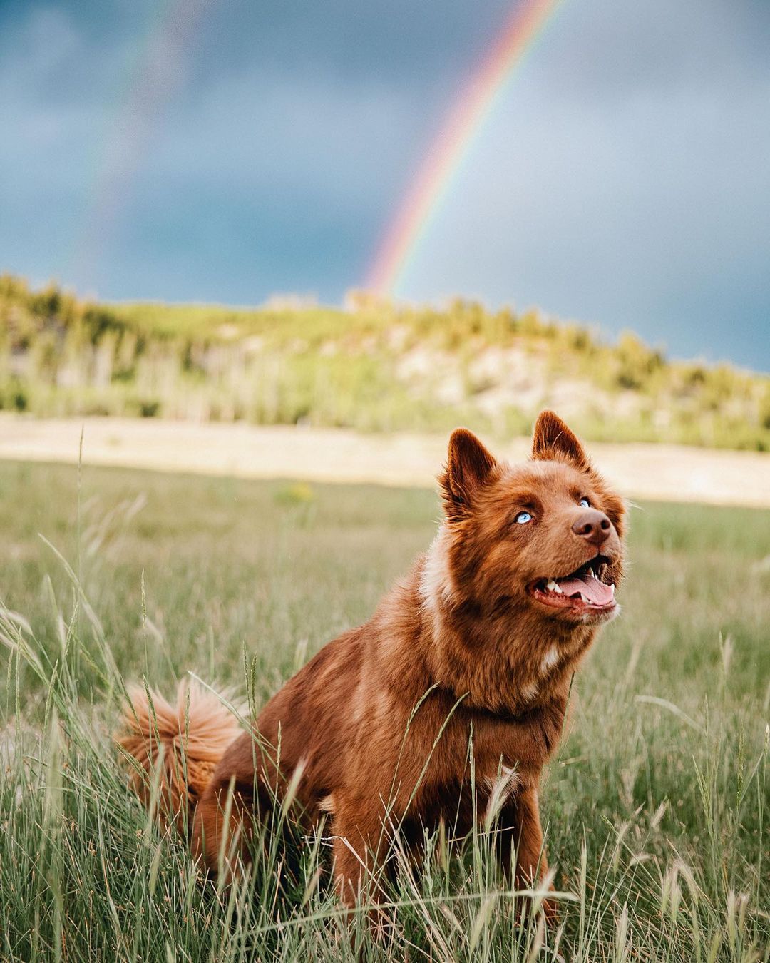 perro con arcoíris