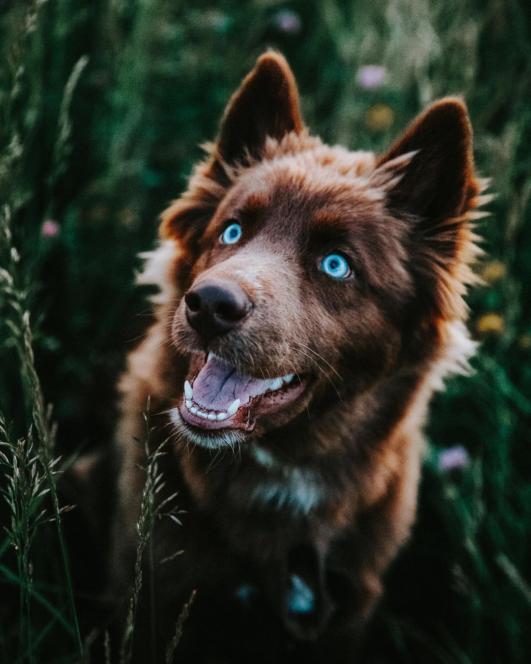 Los perros más guapos de Instagram