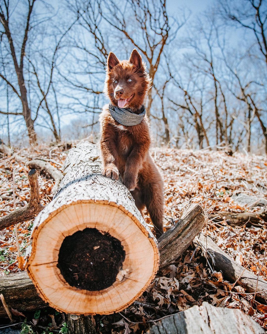 perro marrón escalando tronco