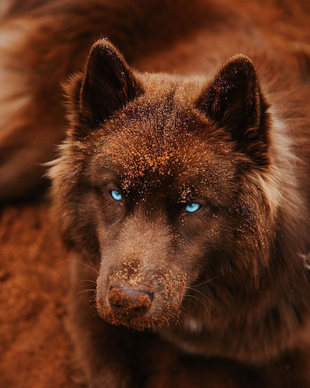 perro marrón con ojos azules