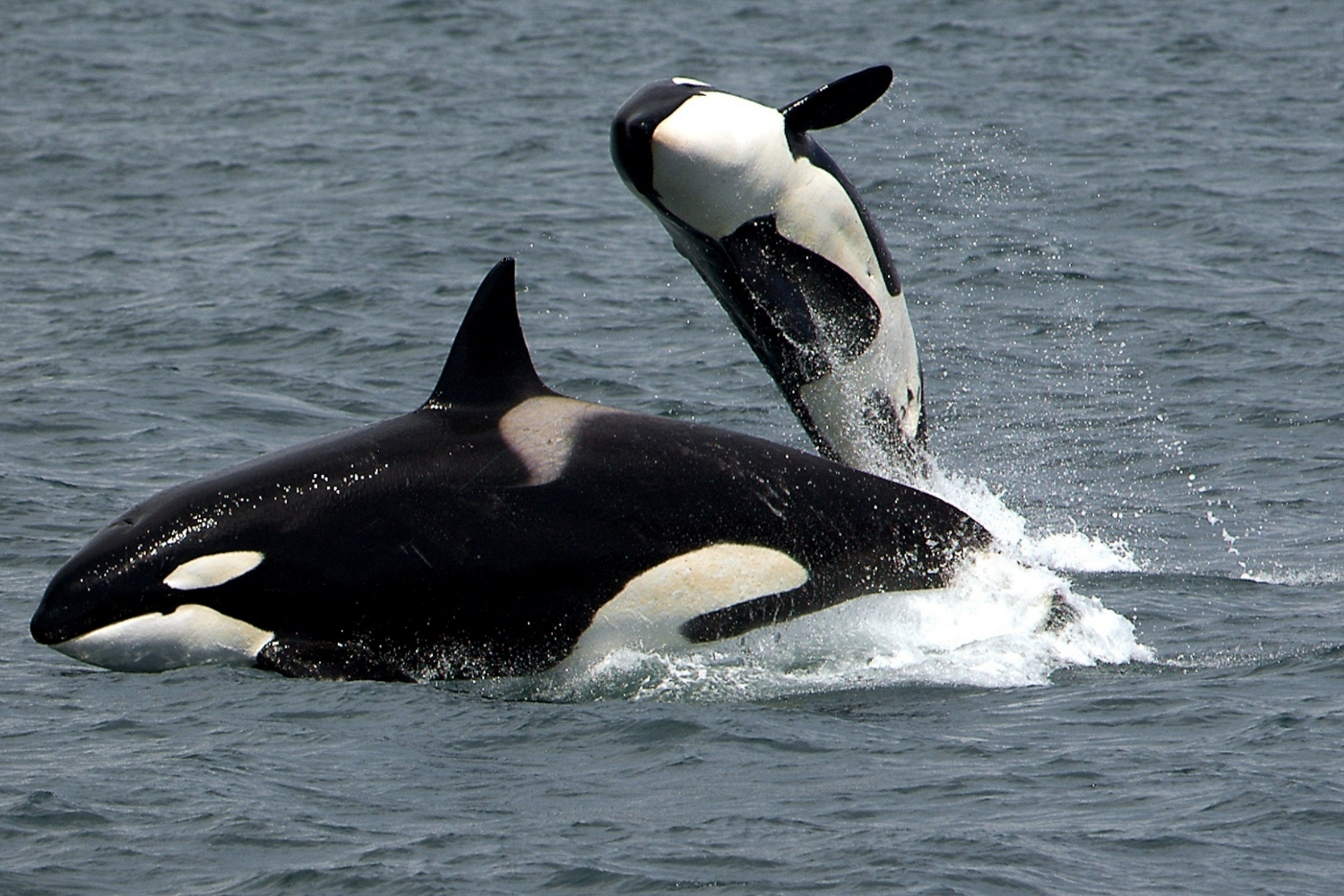 orca madre e hijo