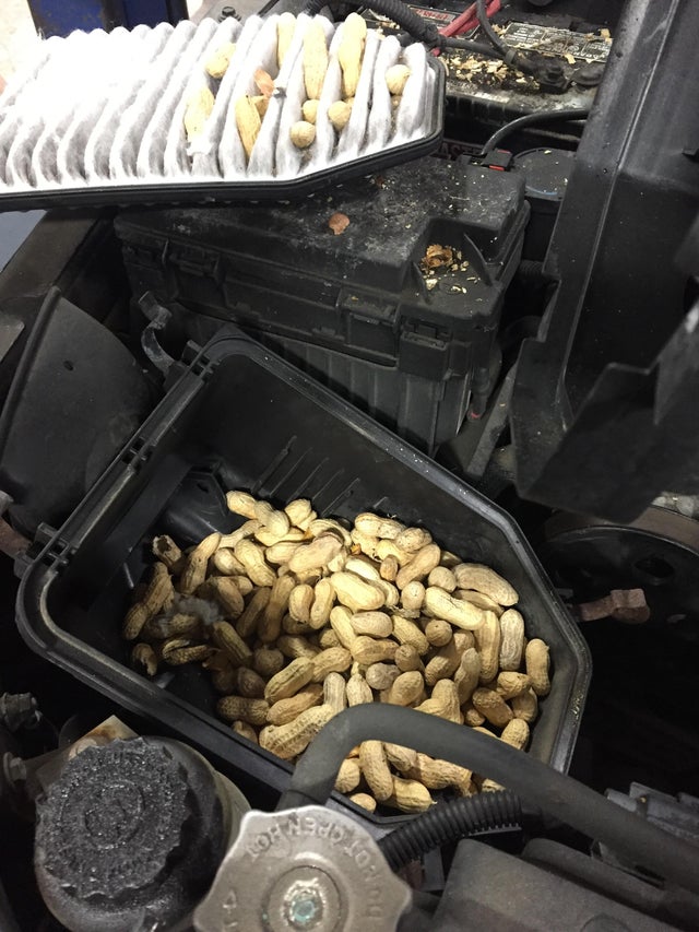 cacahuetes dentro de coche