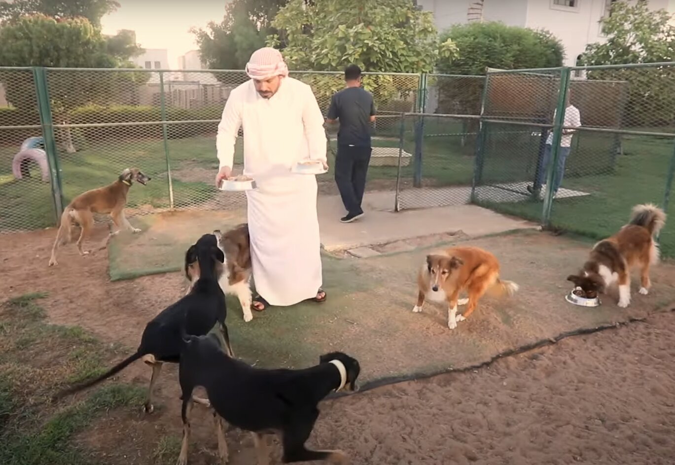 hombre dando de comer perros