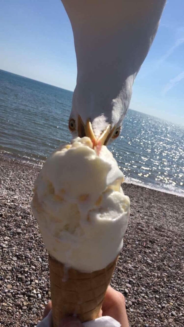 gaviota robando helado