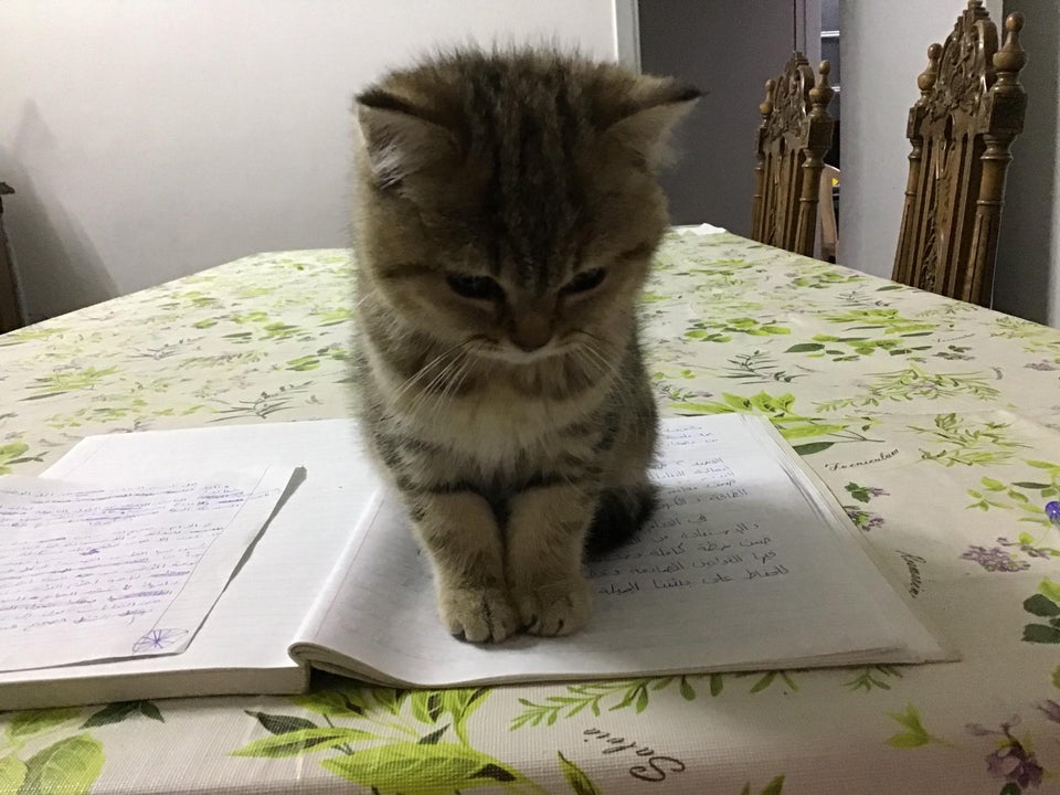 gatita sentada en deberes