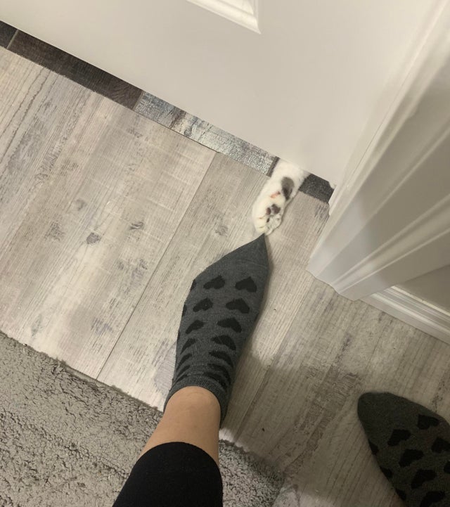 gato agarrando un calcetin