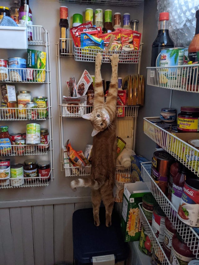 gato cazado en el acto