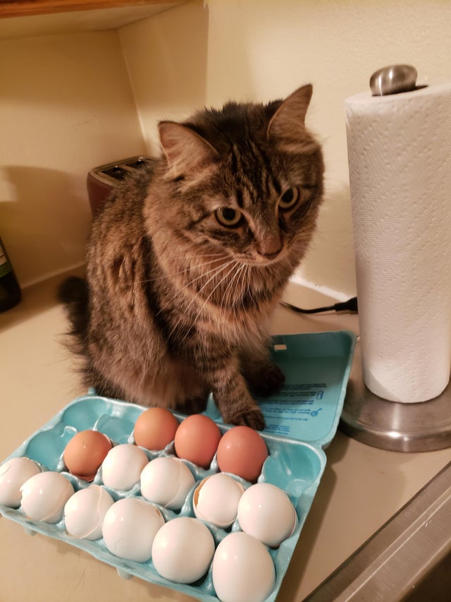 gato con huevos