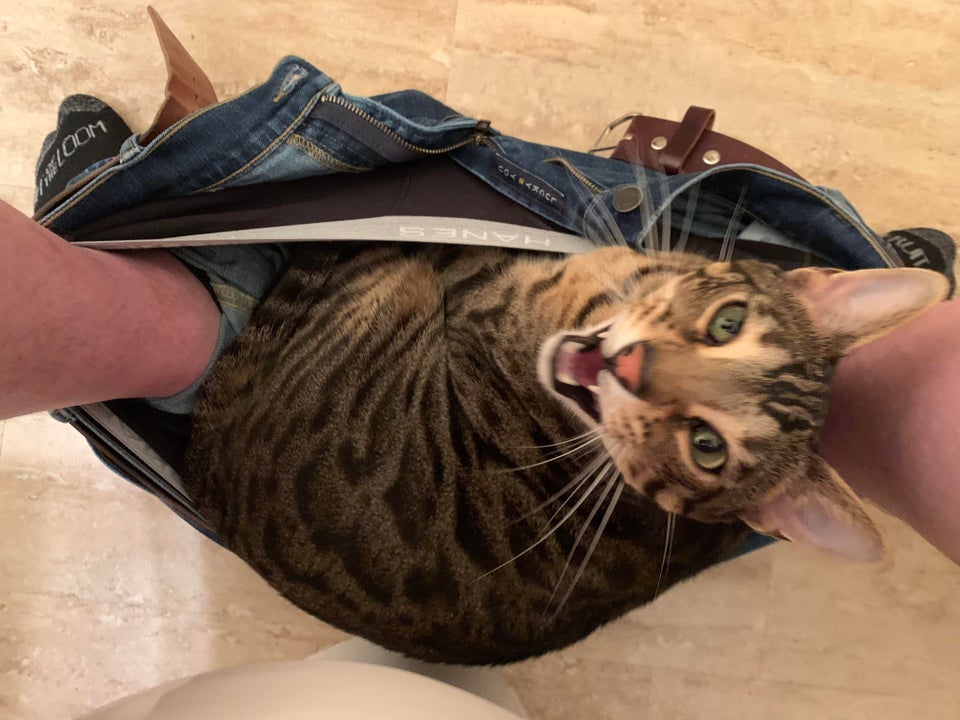 gato dentro de pantalones