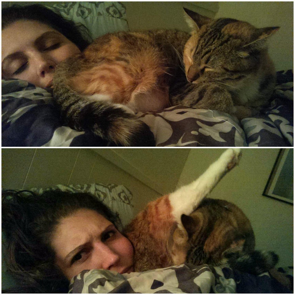 gato encima de la cara